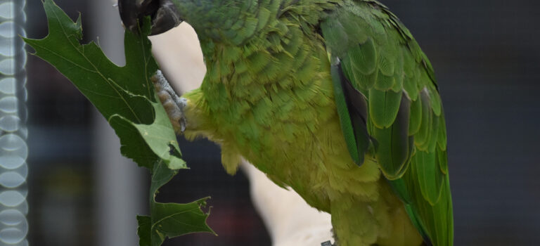 Online AG 2 – Training und Verhalten von Papageien